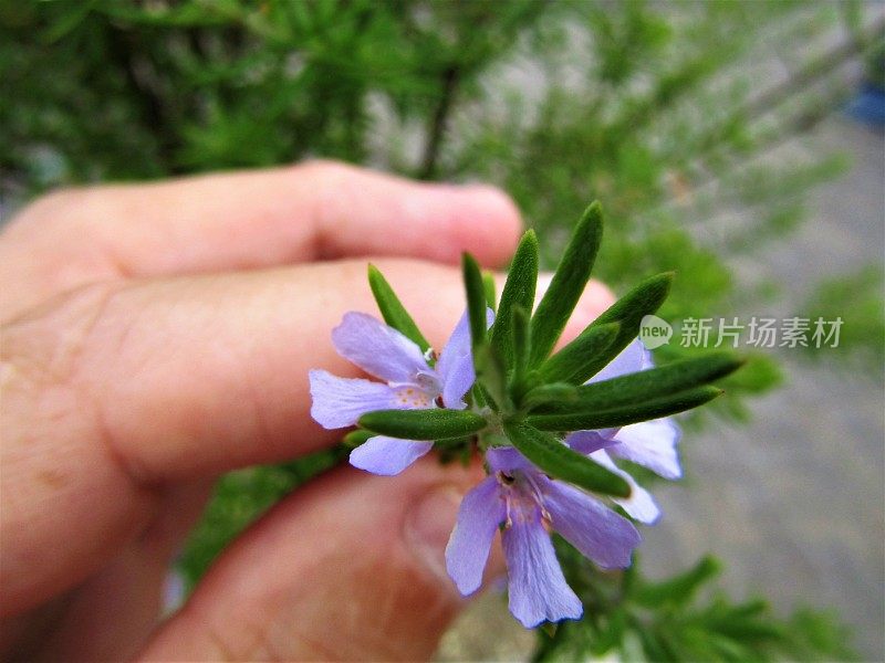 日本。8月。迷迭香的花。