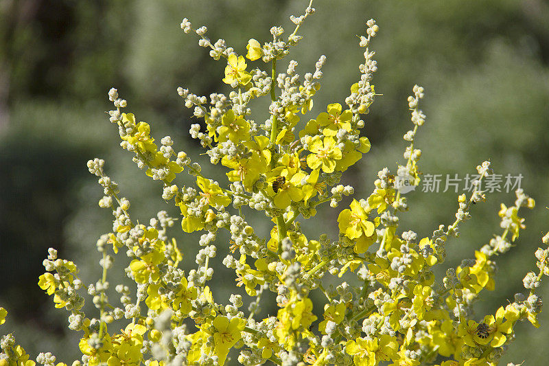 黄花上的蜜蜂