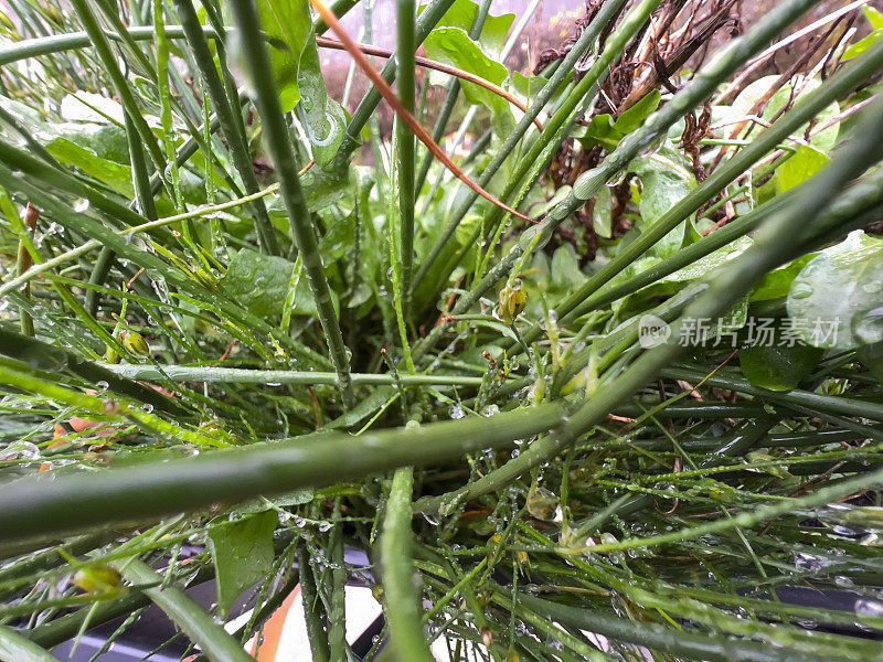 被雨滴覆盖的绿色花园植物。