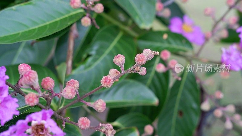 桃金娘或小花紫薇的花蕾