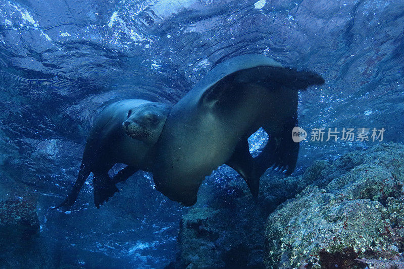 加州海狮