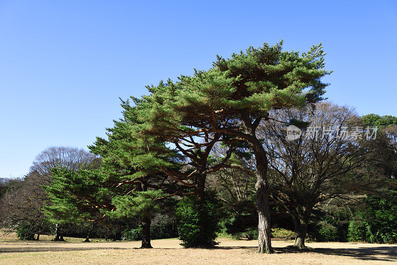 日本松树衬着晴空