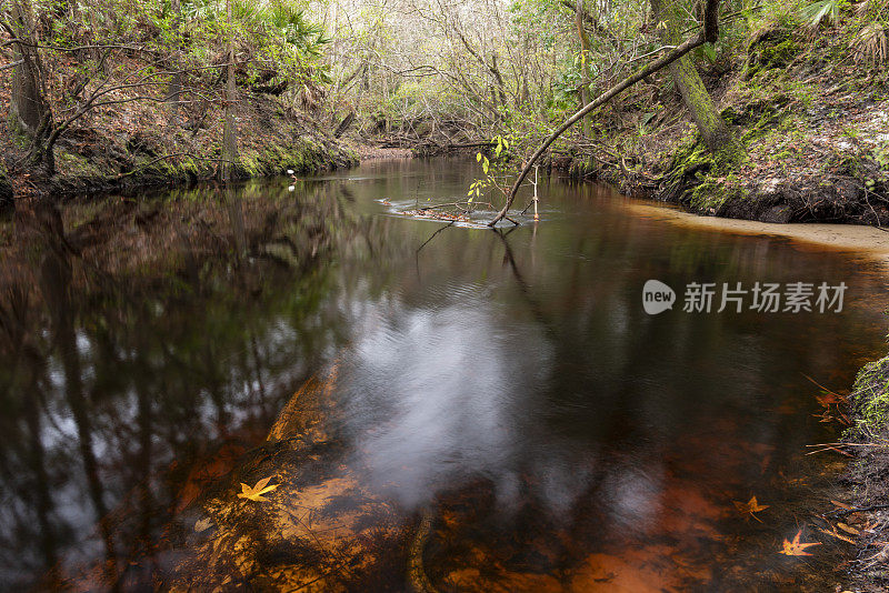 深色，单宁溪流在森林与叶片浅沙前景区域