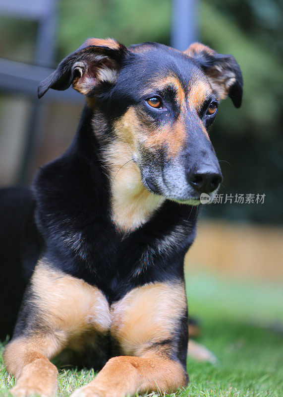 各种姿势的满足的老悲伤的德国牧羊犬交叉