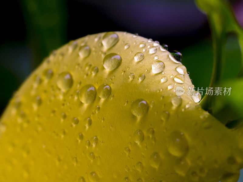 雨滴落在黄色的花瓣上