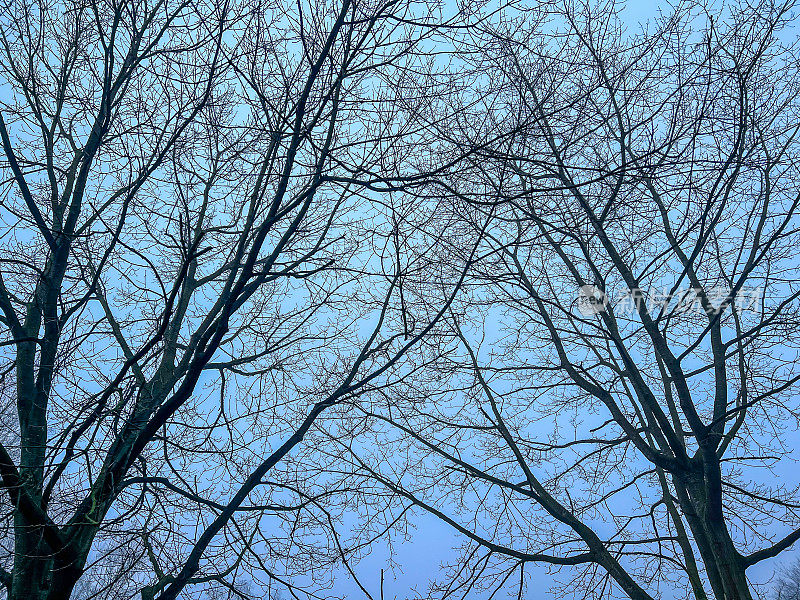看看冬天光秃秃的树梢。