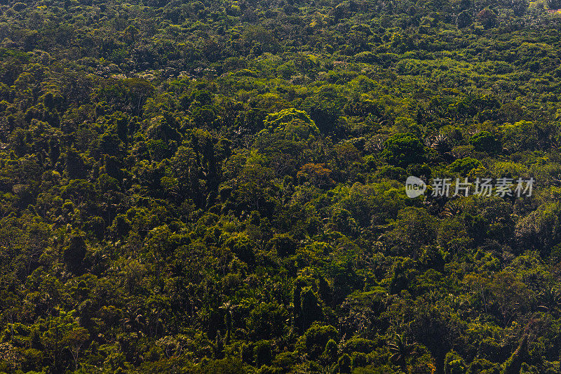 亚马逊雨林-全帧