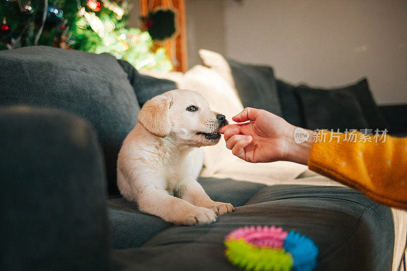 拉布拉多寻回犬小狗在沙发上玩玩具