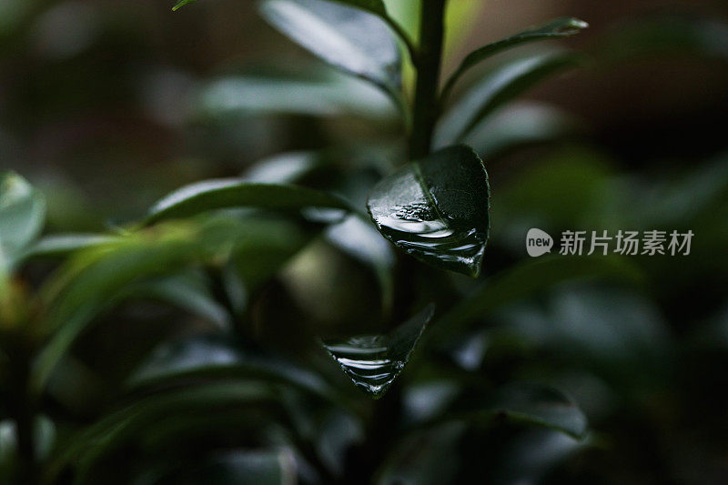 雨水落在叶子上