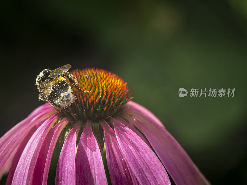 大黄蜂在松果菊