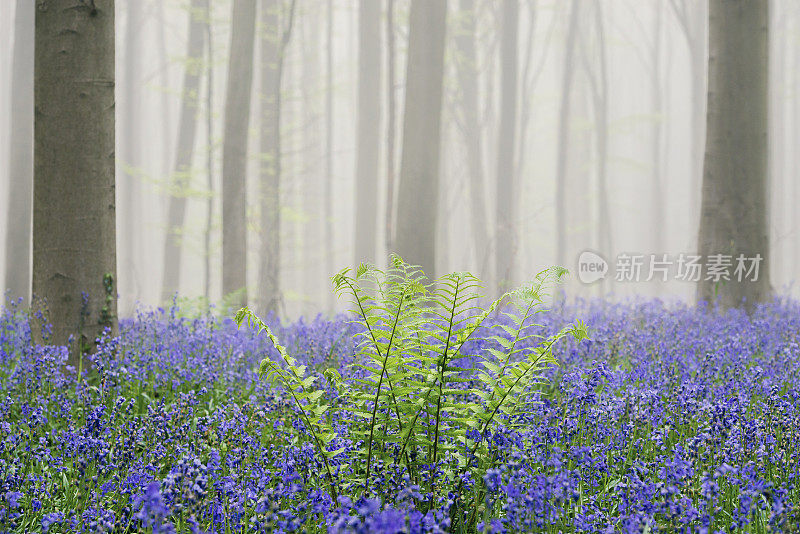 盛开的风信子花在山毛榉林雾，一个阳光明媚的春天早晨