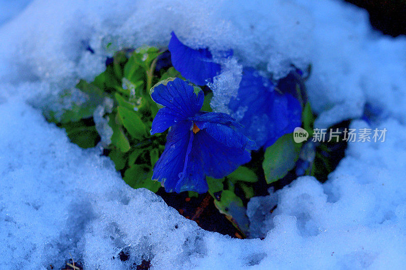 冬花迎雪:三色堇