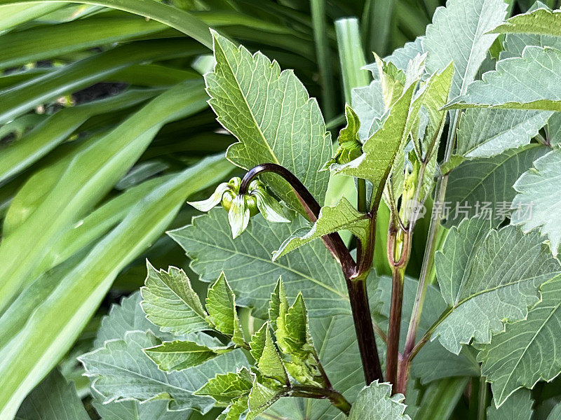 城市小空间中的大丽花植物