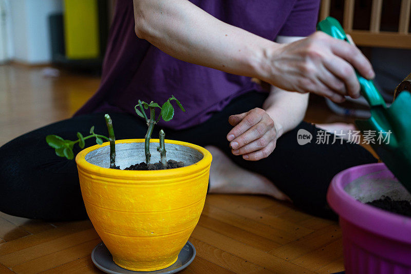 一个不认识的女人在盆栽室内植物