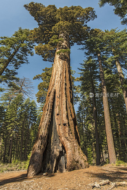 加州约塞米蒂国家公园的马里波萨巨杉树林。