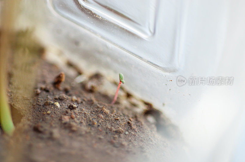 植物幼苗在早晨的阳光下生长缓慢