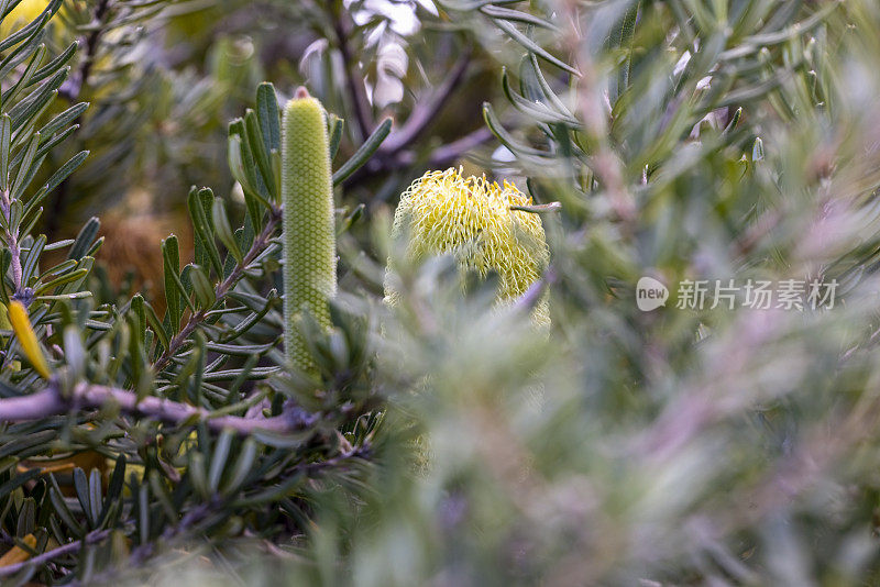 特写灌木中的班克斯花，美丽的自然背景与复制空间