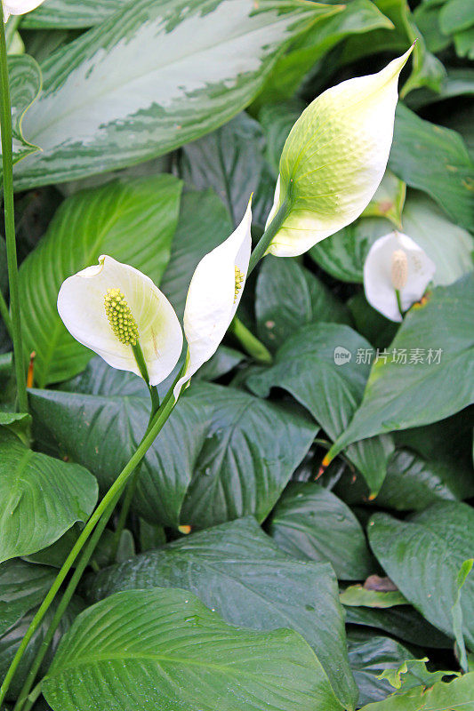 温室中的热带植物-和平百合