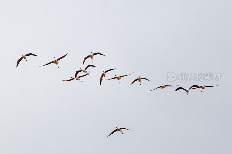 一群火烈鸟飞过波河三角洲