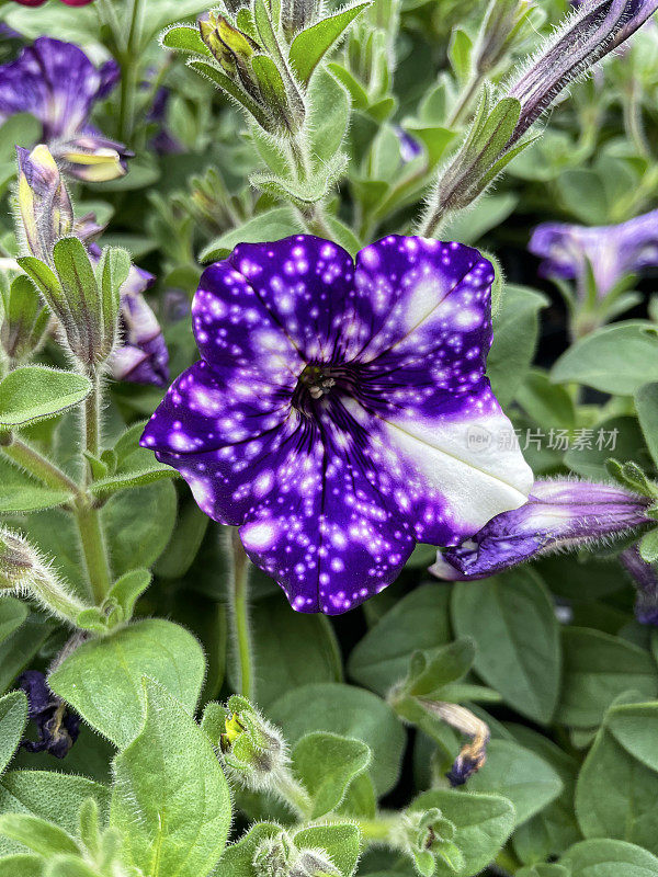 全帧图像个别佩妮“夜空”花显示在花园中心，紫蓝色花瓣斑点白色，绿叶背景，重点前景