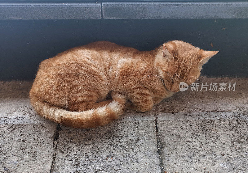 土耳其伊斯坦布尔街头睡觉的流浪猫小狗