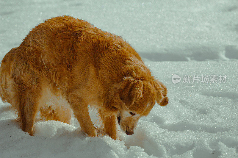 玩雪的老狗