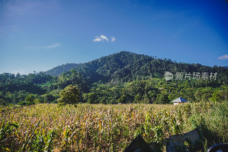 玉米花园的景色与美丽的山库存照片