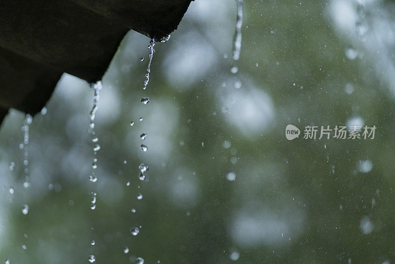 滋润了美丽森林里植物的雨水