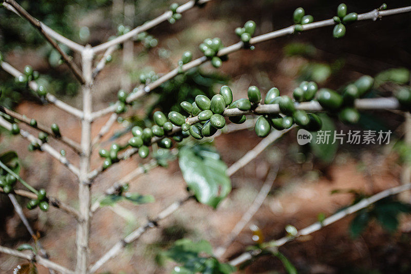 阿拉比卡咖啡豆种植在山上的咖啡种植区。