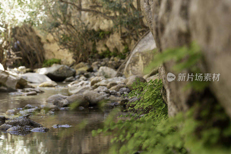 在背景与岩石小溪和灌木的石灰岩峡谷墙上的铁线蕨