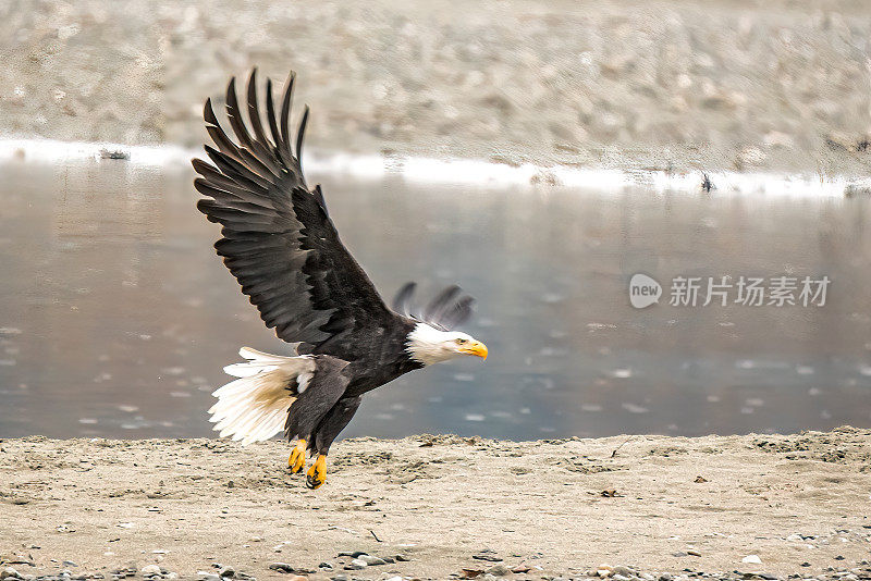 秃鹰降落在奇尔卡特河边的沙滩上
