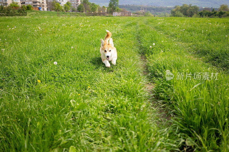 一只顽皮的彭布罗克威尔士柯基犬在乡村小路上奔跑