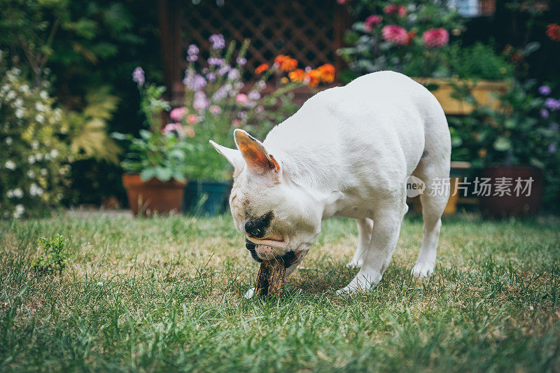 夏天在英国花园里玩耍的法国斗牛犬