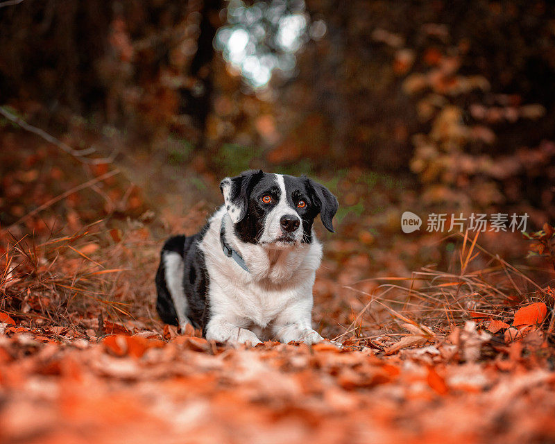 狗在户外