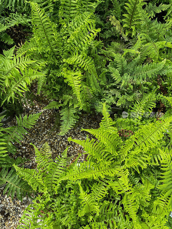 近距离拍摄的盆栽粗盾蕨(苏铁鳞蕨)在花园中心荫蔽隧道，植物苗圃，砾石地板，高架视图