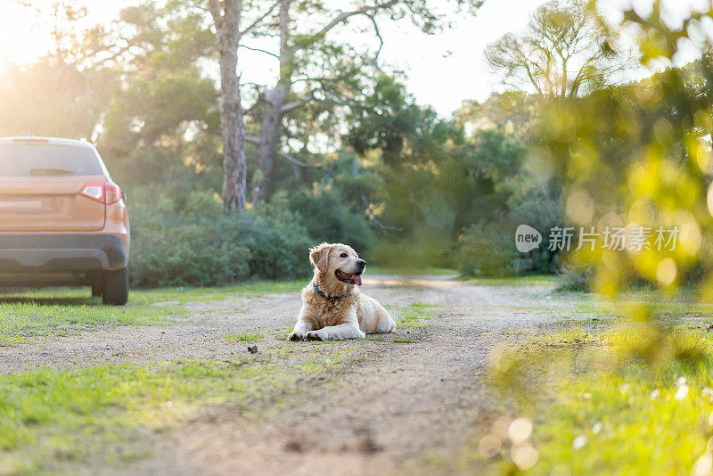 一只金毛猎犬坐在森林里