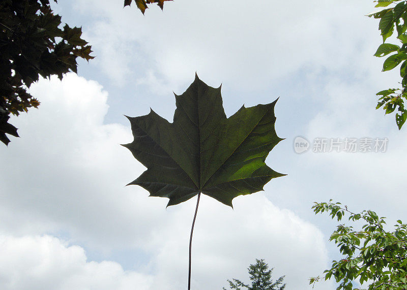 枫叶概念