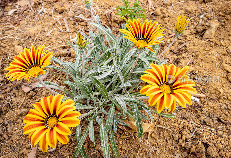 在希腊克里特岛Rethymnon镇的Gazania“老虎条纹”(宝花)