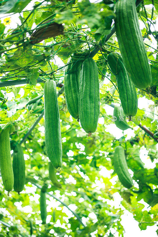 丝瓜植物