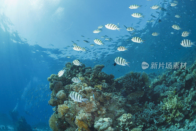 鱼群军士长珊瑚礁海洋生物水下照片水肺潜水员观点。背景中的女性潜水。