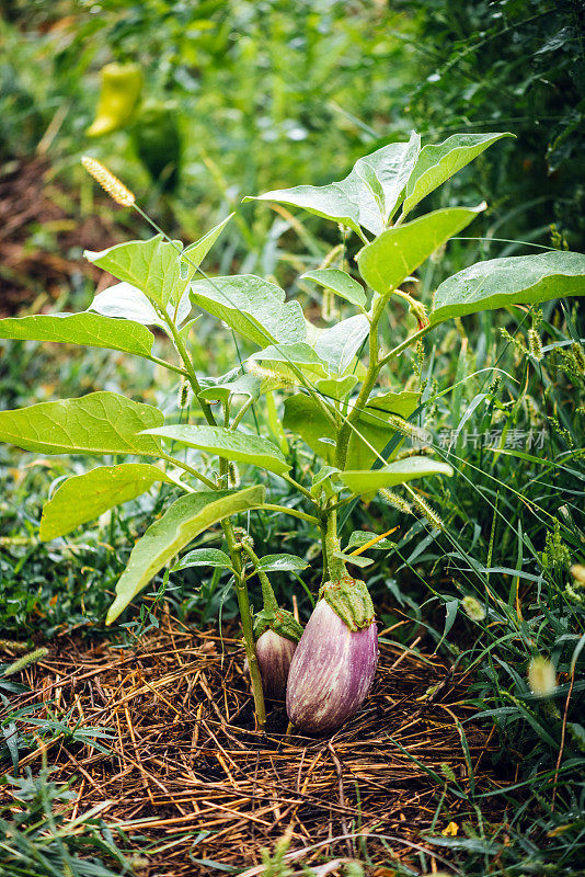 有机茄子，茄子属植物