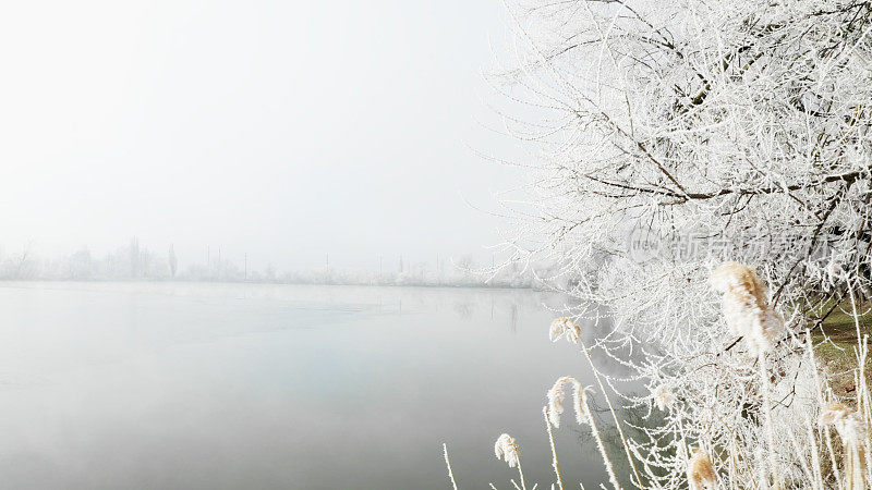 覆盖着霜雪的树枝悬挂在一条河上——雾蒙蒙的冬日风景