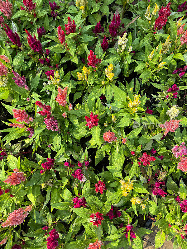 多色鸡冠花(Celosia)生长在花盆里的全帧图像，展示在花园中心，粉色，紫色，黄色和白色开花的观赏植物，绿色叶子背景，重点在前景，高架视图