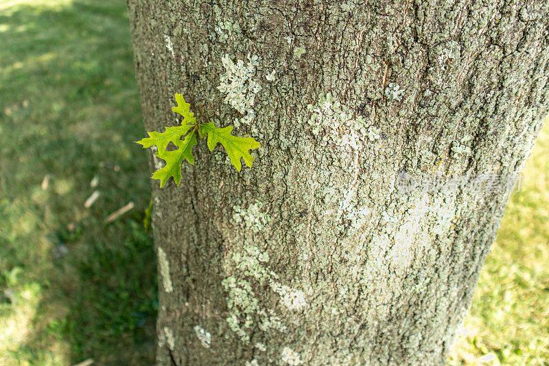 特写的罩杯栎(lyrata)树干上新生长的绿叶
