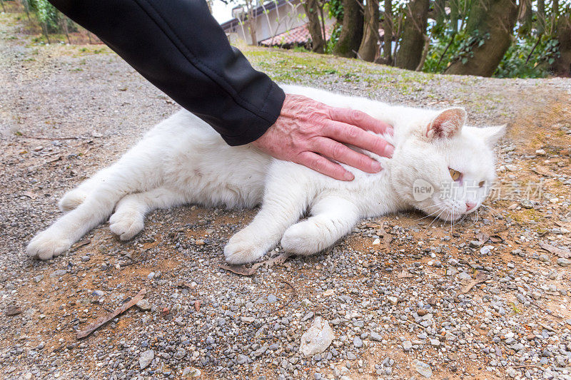 抚摸一只白色的街猫