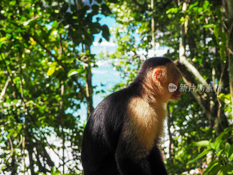 哥斯达黎加丛林里，一只白脸卷尾猴斜靠在树上