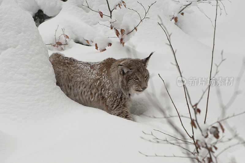 欧亚猞猁(山猫)