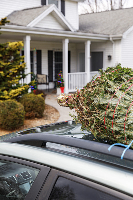 绑在车顶上的圣诞树