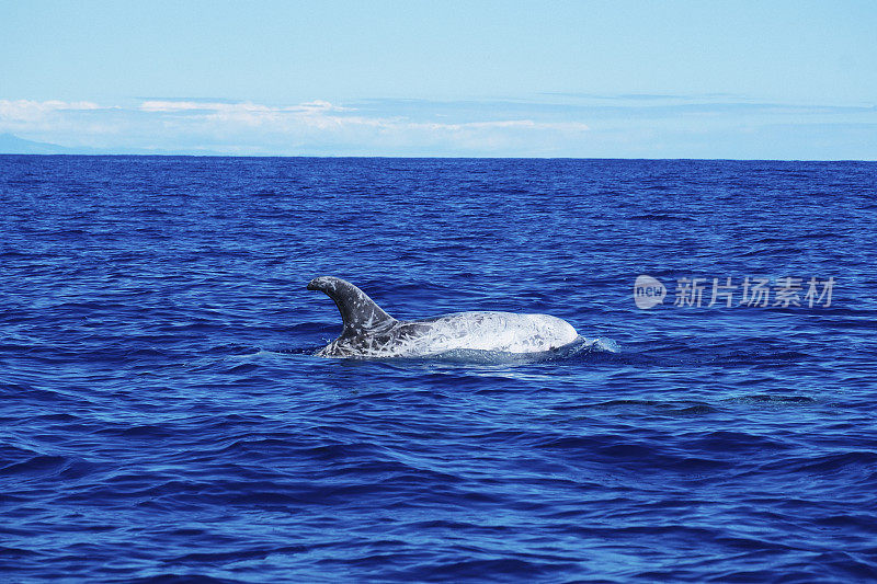 亚速尔群岛的海豚