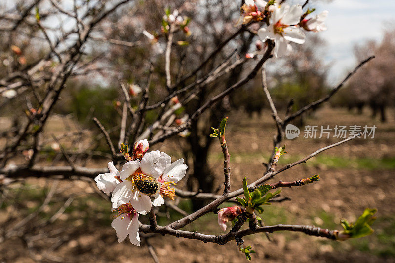春天，昆虫从树上的粉红色花朵中吸取汁液。